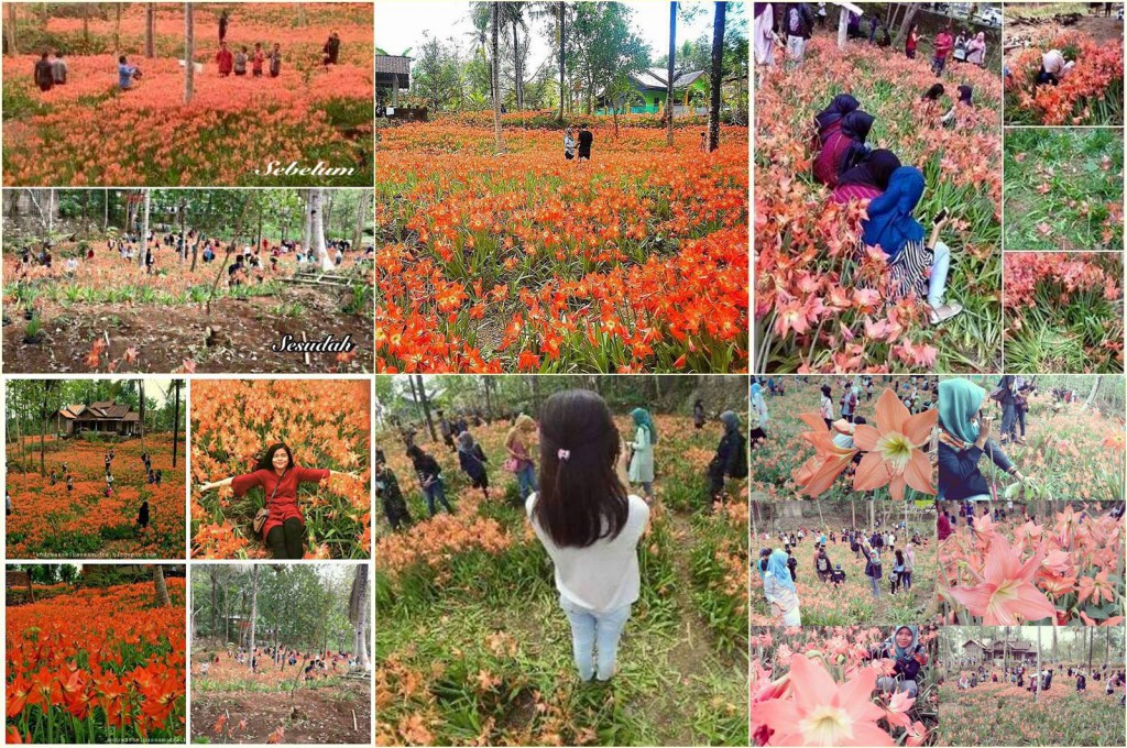 Kebun Bunga Puspa Patuk Amarilis Yogya Yang Bikin Deboh Dunia Maya Ini Rusak Dalam Hitungan Hari!!