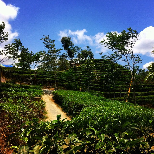 Desa Wisata Nglinggo Kulon Progo, Untuk Kalian Yang Mau Menyegarkan Diri!