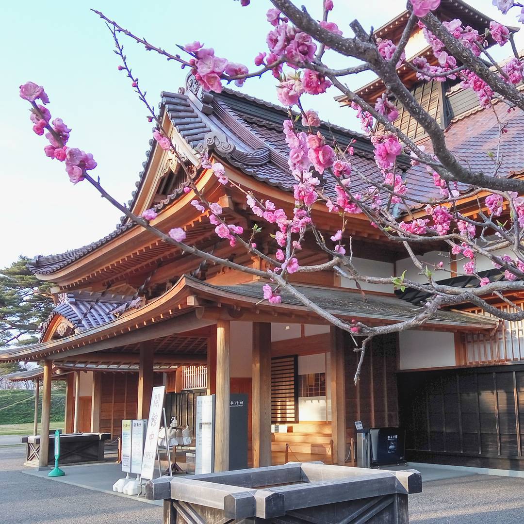 Mau melihat keindahan bunga sakura, datanglah ke Kota Hakodate