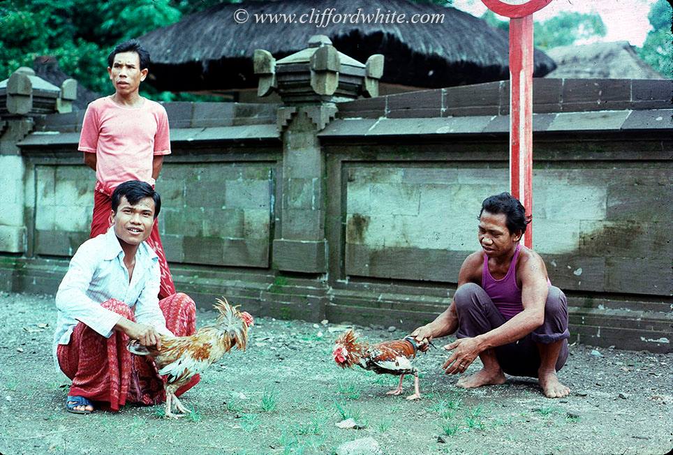 Sabung ayam di jalanan Kuta pada tahun 70an