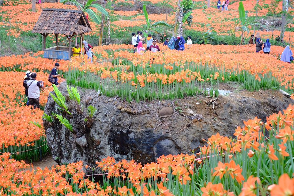 Belajar dari pengalaman sebelumnya, taman bunga amarilis yogyakarta ini sekarang tertata lebih rapi dan lebih siap dikunjungi