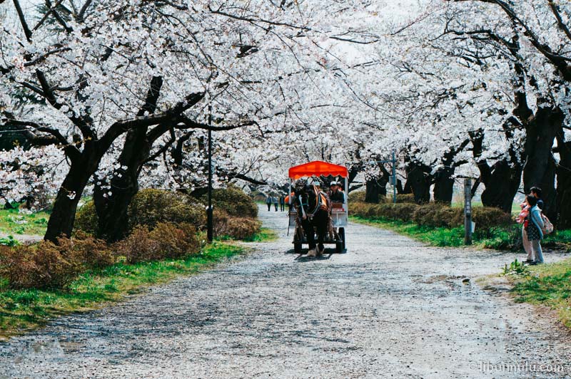 Kitakami adalah salah satu tujuan open trip Jepang spring 2018 atau private trip Jepang untuk menikmati musim semi