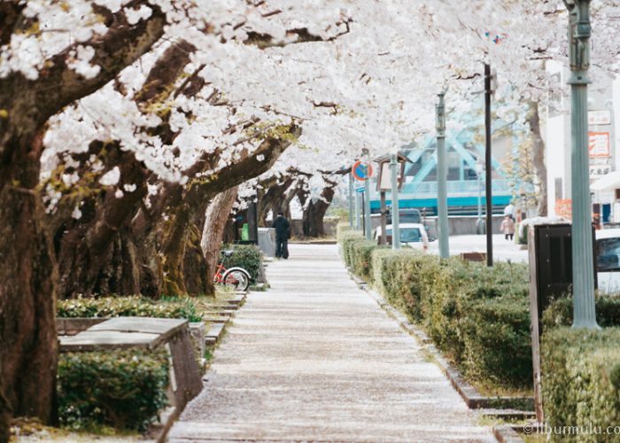 Mau ikut open trip Jepang spring 2018 atau private trip Jepang untuk menikmati Bunga Sakura bermekaran