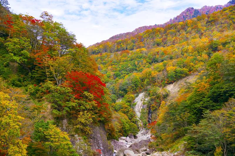 Selama autumn di Jepang, daun akan berwarna kemerahan seperti ini