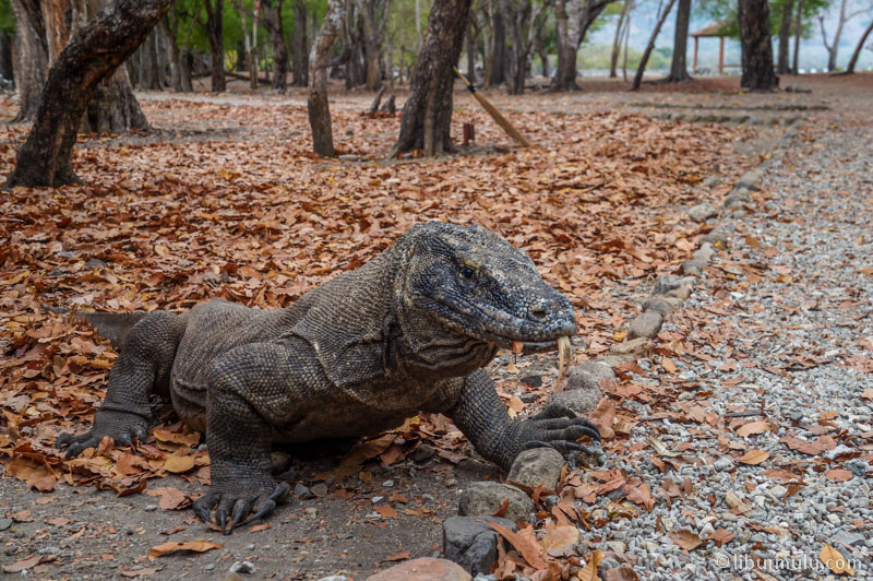Di Pulau Komodo anda bisa bertemu mereka