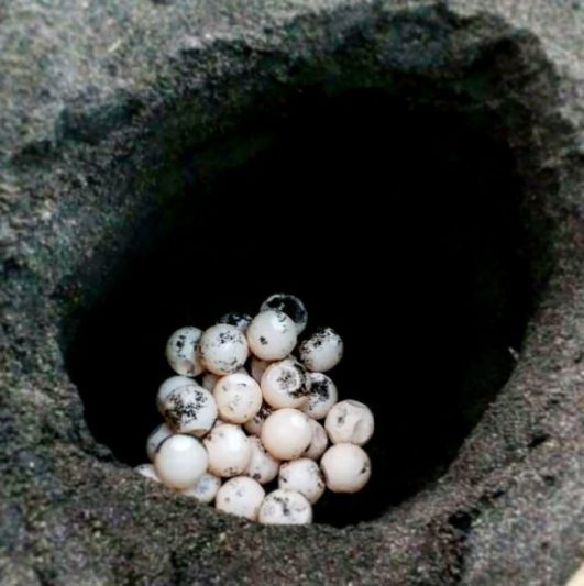 Telur penyu yang belum menetas di Pantai Trisik Jogja. Via IG @pantaitrisikjogja
