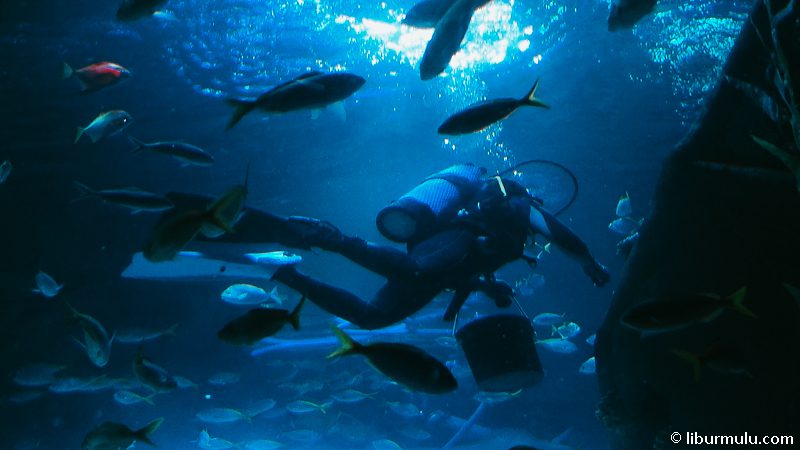 Di Aquaria KLCC kamu bisa menemui banyak banget biota laut.