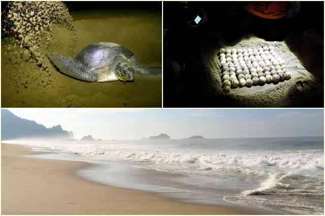 Di Pantai Sukamade Banyuwangi bisa melihat pantai cantik sekaligus Penyu lucu.