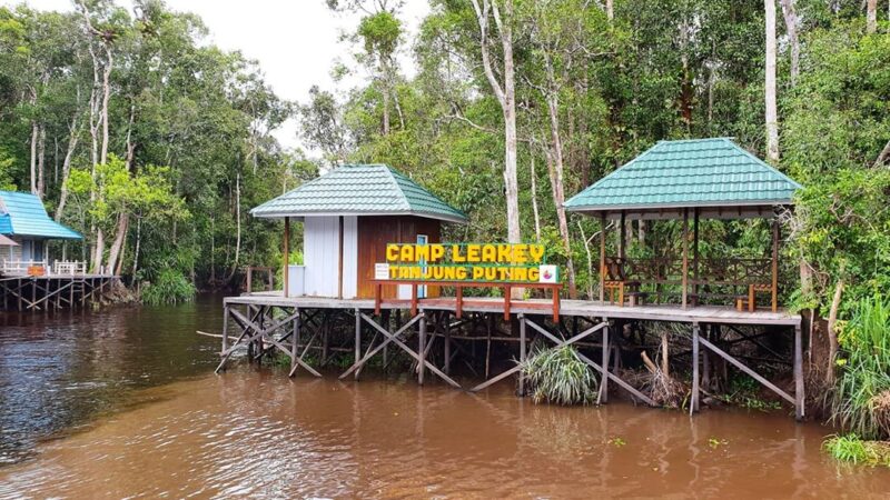 Trekking Di Tanjung Puting National Park, Melihat Orang Utan Di Alam Liar Trekking Di Tanjung Puting National Park, Melihat Orang Utan Di Alam Liar