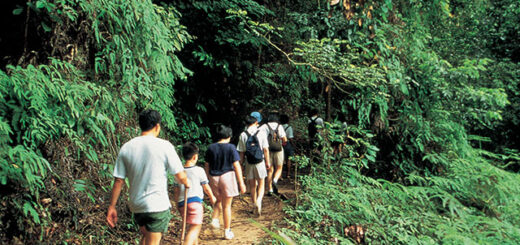 Bukit Timah Nature Reserve