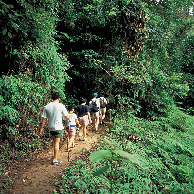 Bukit Timah Nature Reserve