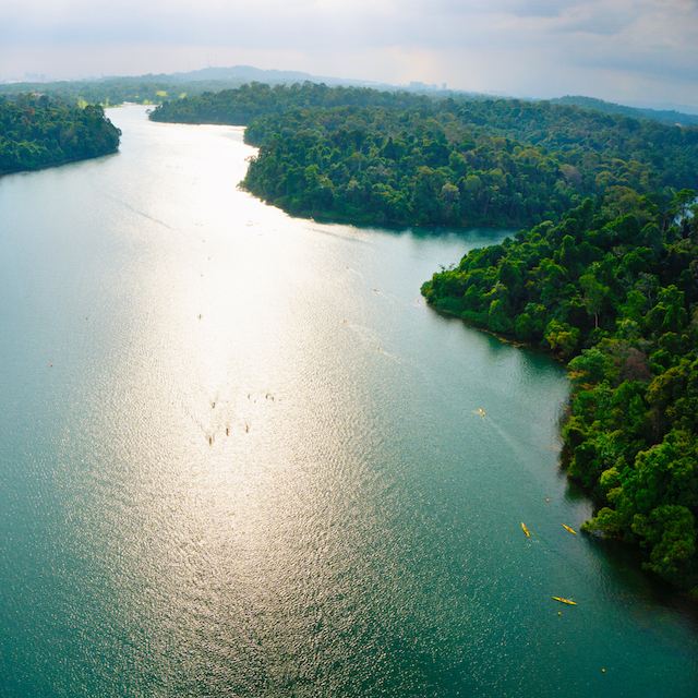 MacRitchie Nature Trail & Reservoir Park