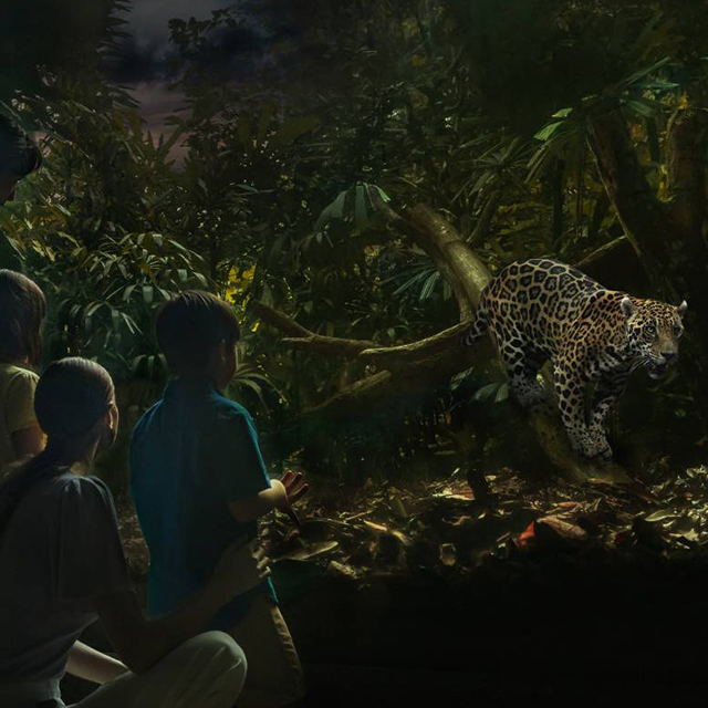 Night Safari