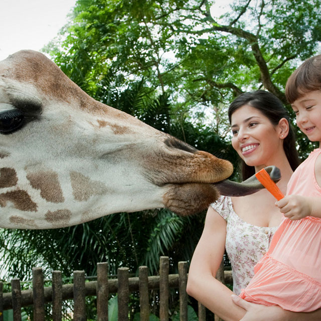 Singapore Zoo