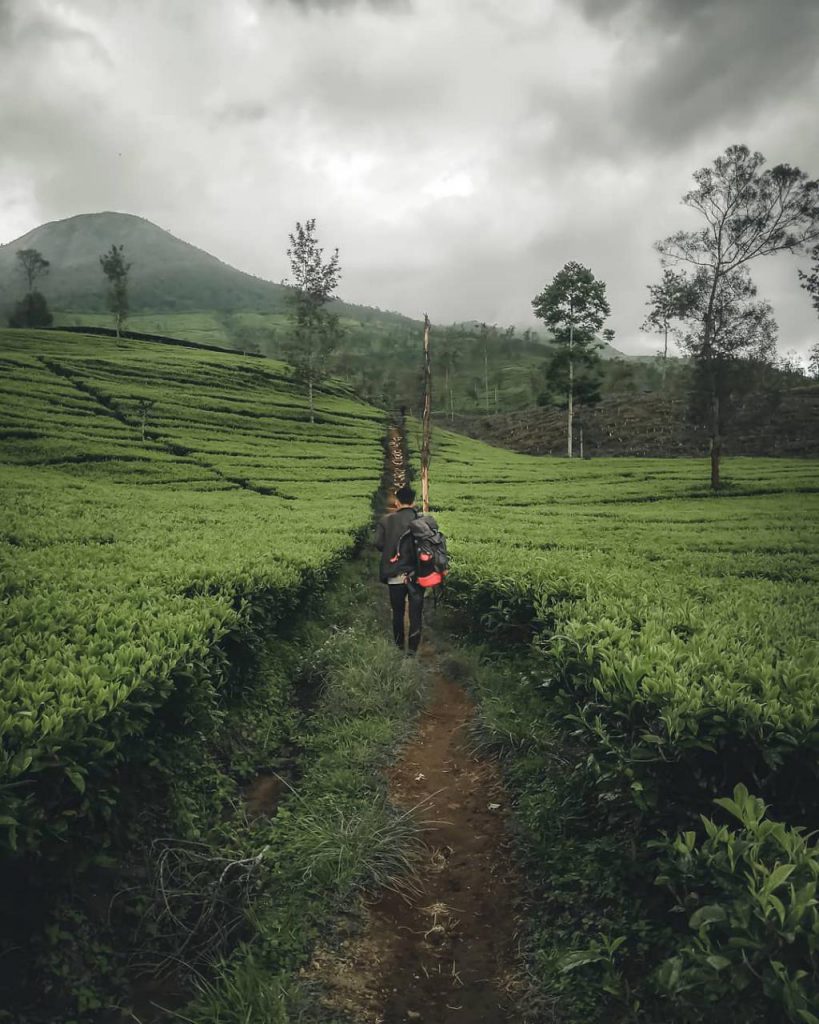 Liburan Ke Agrowisata Kebun Teh Tambi Liburan Ke Agrowisata Kebun Teh Tambi